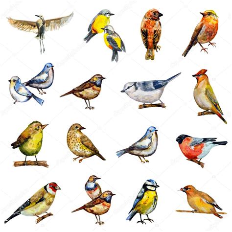 Collection Of Watercolor Birds — Stock Vector © Oksana 68084503
