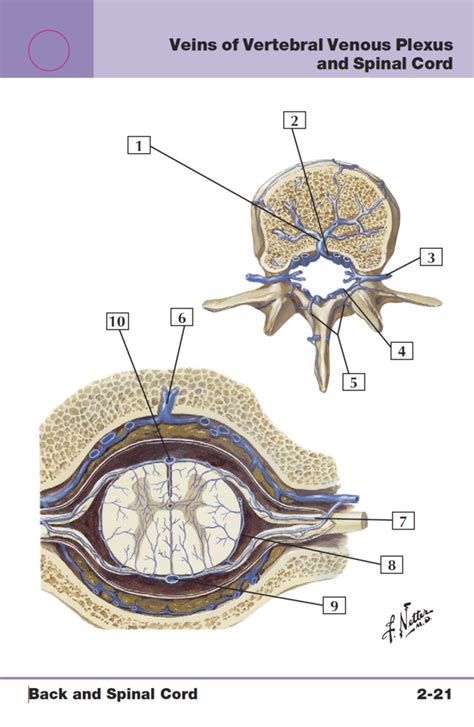 Veins Of Vertebral Venous Plexus And Spinal Cord Diagram Quizlet
