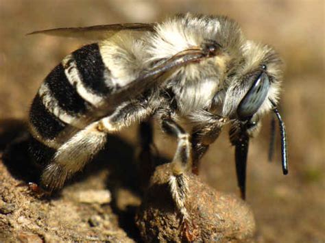 Types Of Bees Pictures And Identification Help Green Nature 2022