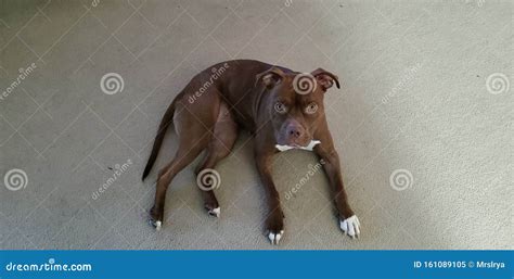 Brown And White Pitbull Dog Laying Down Stock Image Image Of Cute