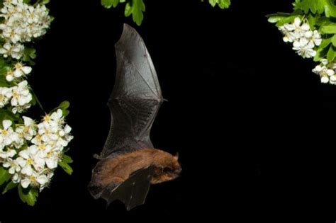 How Do Bats Navigate Bbc Wildlife Magazine Discover Wildlife