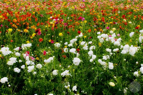 If you're considering buying a bagpipe, i hope you find something inspiring here. THE FLOWER FIELDS AT CARLSBAD RANCH | Cultural Chromatics