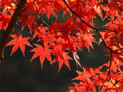 Momiji Autumn Colors Tour Seasonal 6 Hours Tokiotours