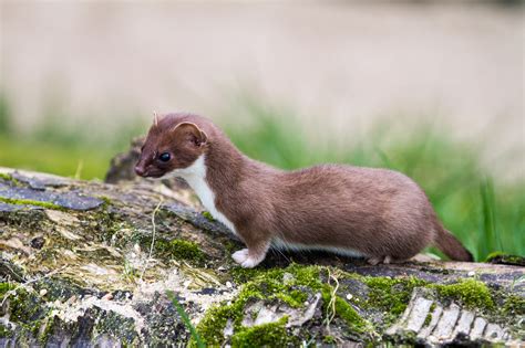 Least Weasels Rare In Wyoming Trapping Reform In Wyoming