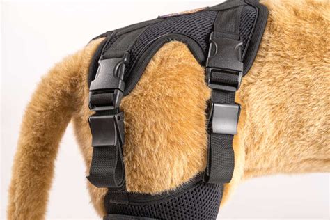 Cruciate Care Dog Knee Brace For Torn Acl Ortho Dog