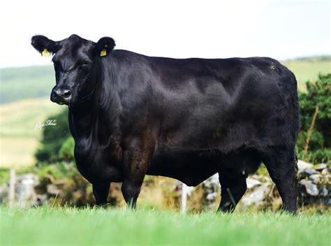 Five Most Expensive Cattle Of 2018 26 December 2018 Premium