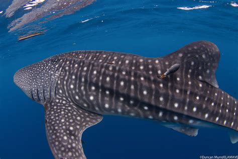 Scientific Research On Whale Sharks In The Philippines — Large Marine