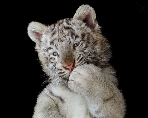 Cute White Tiger Cub Hd Animals 4k Wallpapers Images Backgrounds