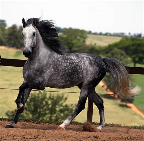 Dappled Grayhow Beautiful Dapple Grey Horses Horses Grey Horse
