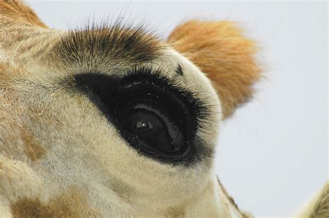 The Eye Of The Giraffe You Can See My Car And The Flash I Flickr