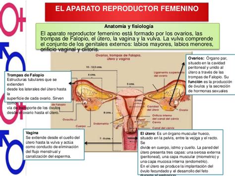Las Partes Del Aparato Reproductor Femenino Y Sus Funciones Xxx Porn