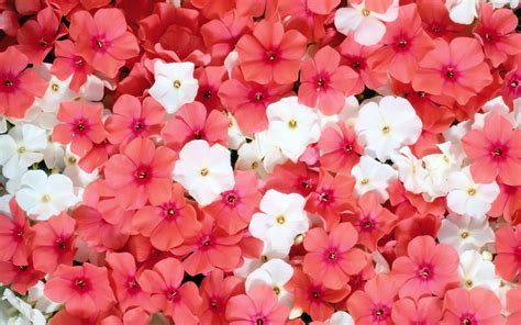 Pink Flowers Wallpapers ·① Wallpapertag