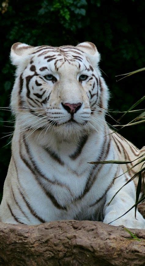 Big Cats Majestic White Bengal Tiger By Hans Small Wild Cats