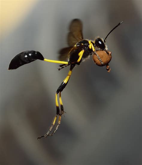Wasp In Flight Cool Insects Insects Weird Insects