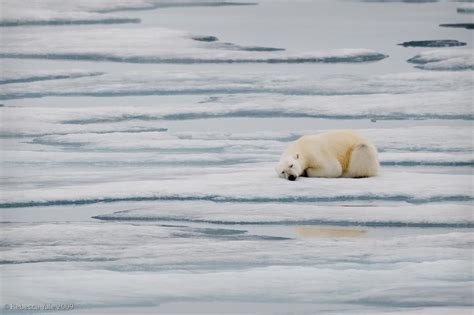 Polar Bear Sleeping On Ice Flows Svalbard Arctic Expediti Flickr