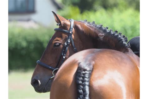 All About The American Saddlebred Horse Breed Profile History