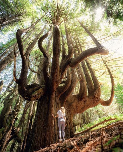 The Unique Candelabra Redwoods North Coast California