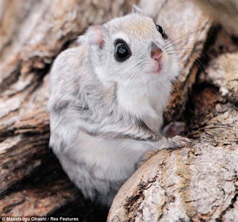White Wolf Flying Squirrels Of Siberia Pop Out To Say Hello Photos