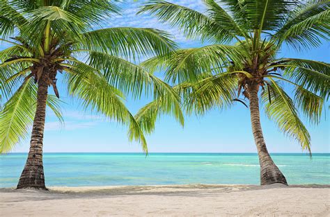 Two Palm Trees On An Exotic Beach In Photograph By Gerisima Fine Art America