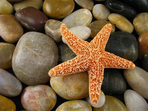 Starfish On Rocks Stock Image Image Of Creature River 9097797
