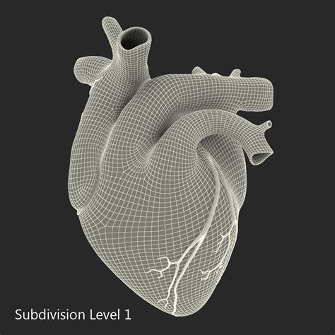 Human Heart C4d