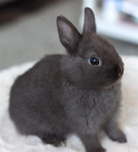 A Small Gray Rabbit Sitting On Top Of A White Blanket And Looking At