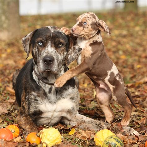 Catahoula Leopard Dog Puppies Rescue Pictures Information