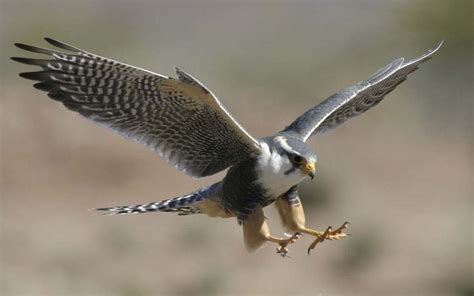 Falcon Info And Photos The Wildlife