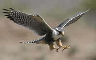 Falcon | Info and Photos | The Wildlife