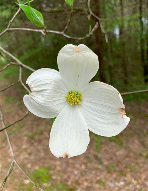 To date i have not received a response. White Flowering Dogwood - Old House Trees