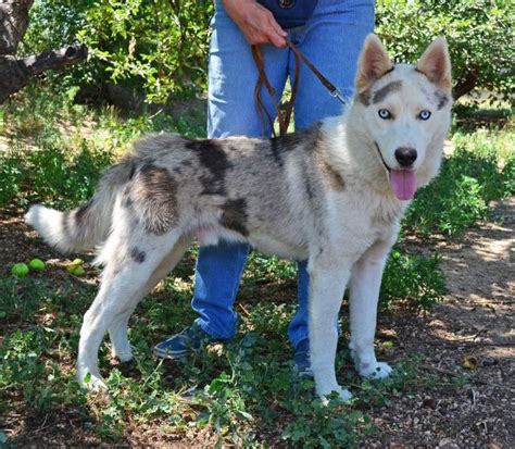 It is also called wild coloring. Rare Siberian Husky Colors This coat color/pattern on ...