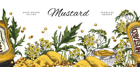 Mustard Set Sketch Illustration Stock Vector Illustration Of