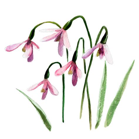 Best Snowdrop Illustrations Royalty Free Vector Graphics And Clip Art