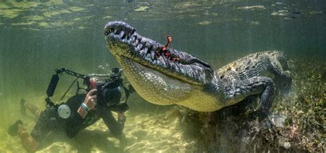 Shallow Waters Swimming With The American Crocodiles Of Banco