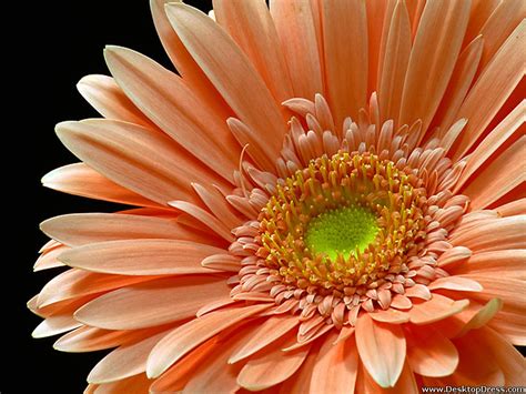 Desktop Wallpapers Flowers Backgrounds Gerbera Orange Closeup