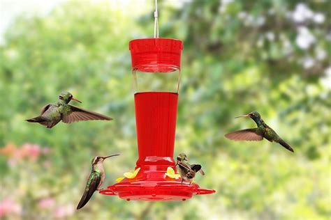 Roses don't have strongly appealing blooms. Amazon.com : Durable Hanging Bottle Glass Hummingbird Red ...