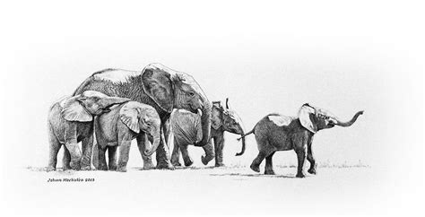 Young Elephant Herd 2003 Johan Hoekstra Available Originals Pencils