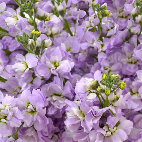 Stock Lavender Premium Flowers Best Price Magnaflor