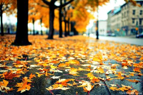 Rainy Autumn Leaves Rain Wallpapers Desktop Wallpapers