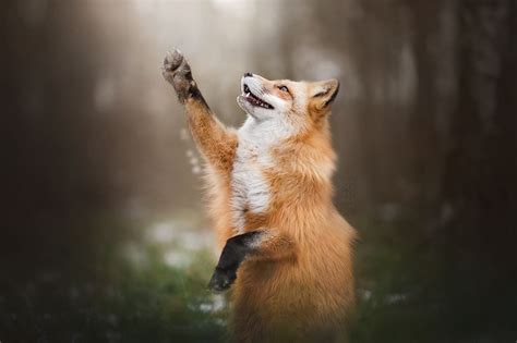 Paws Up Foxy Pet Fox Animals Beautiful Fox Pictures