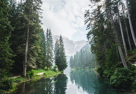 Mountain Forest Pictures Download Free Images On Unsplash