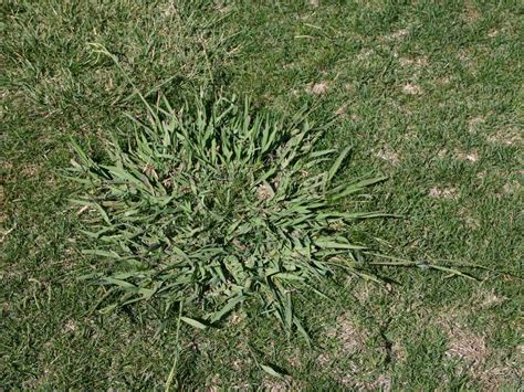 Bermuda Grass Herbicide