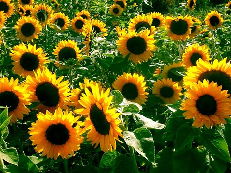 Sunflowers Free Photo Download Freeimages