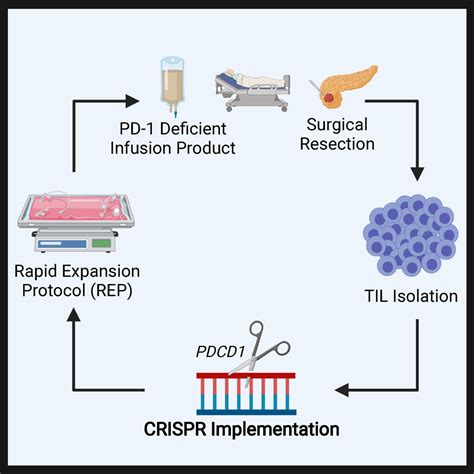 Highly Efficient Pd 1 Targeted Crispr Cas9 For Tumor Infiltrating