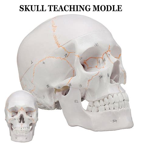 Life Size Human Anatomical Anatomy Head Skeleton Skull Teaching Medical