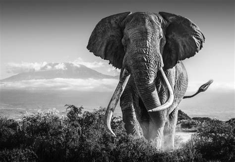 Africa David Yarrow Photography