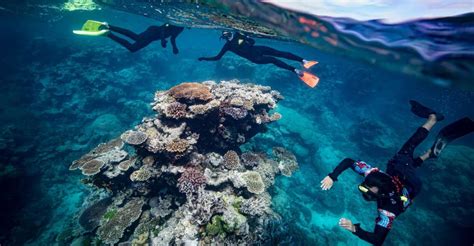 From Cairns Great Barrier Reef Snorkeling Experience Getyourguide