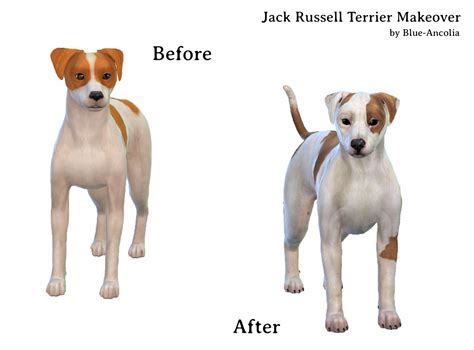 Blue Ancolia Jack Russell Terrier Makeover Meet Folie If You
