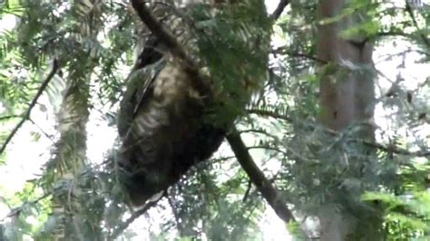 Remote Oregon Bigfoot Sighting Investigation Youtube