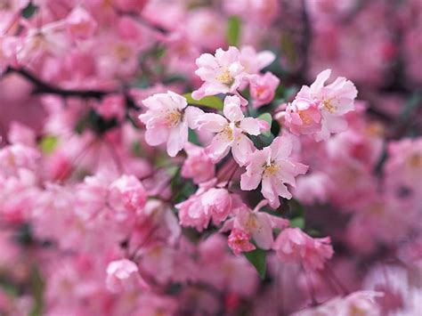 Free Download Pink Cherry Blossom Wallpaper Funny Amazing Images